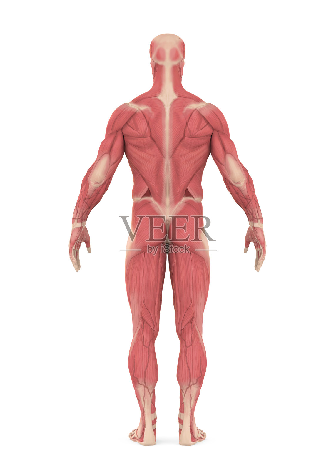 男性肌肉系统分离照片摄影图片