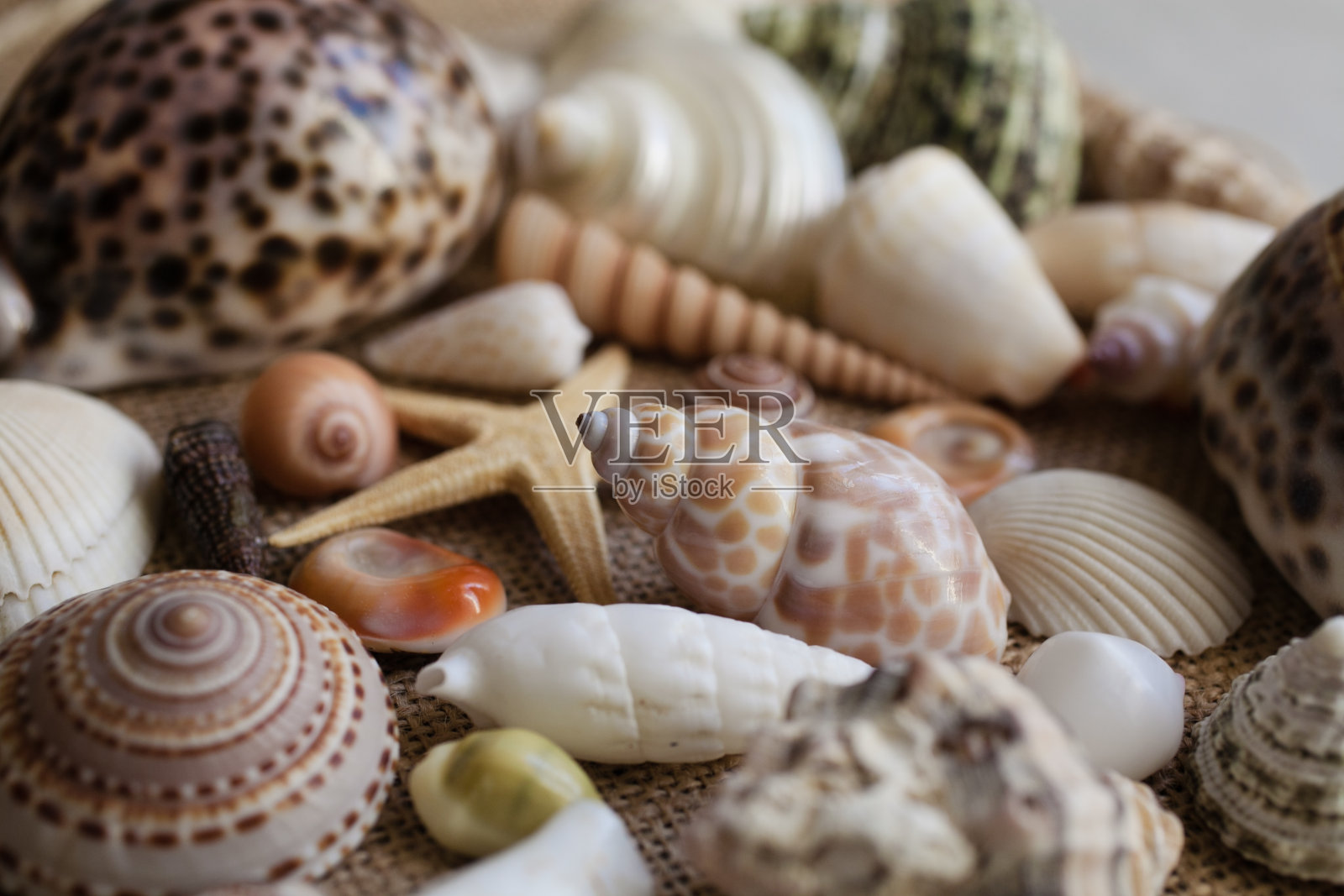 贝壳和海星的宏观视图,许多不同的贝壳作为纹理和背景进行设计。照片摄影图片