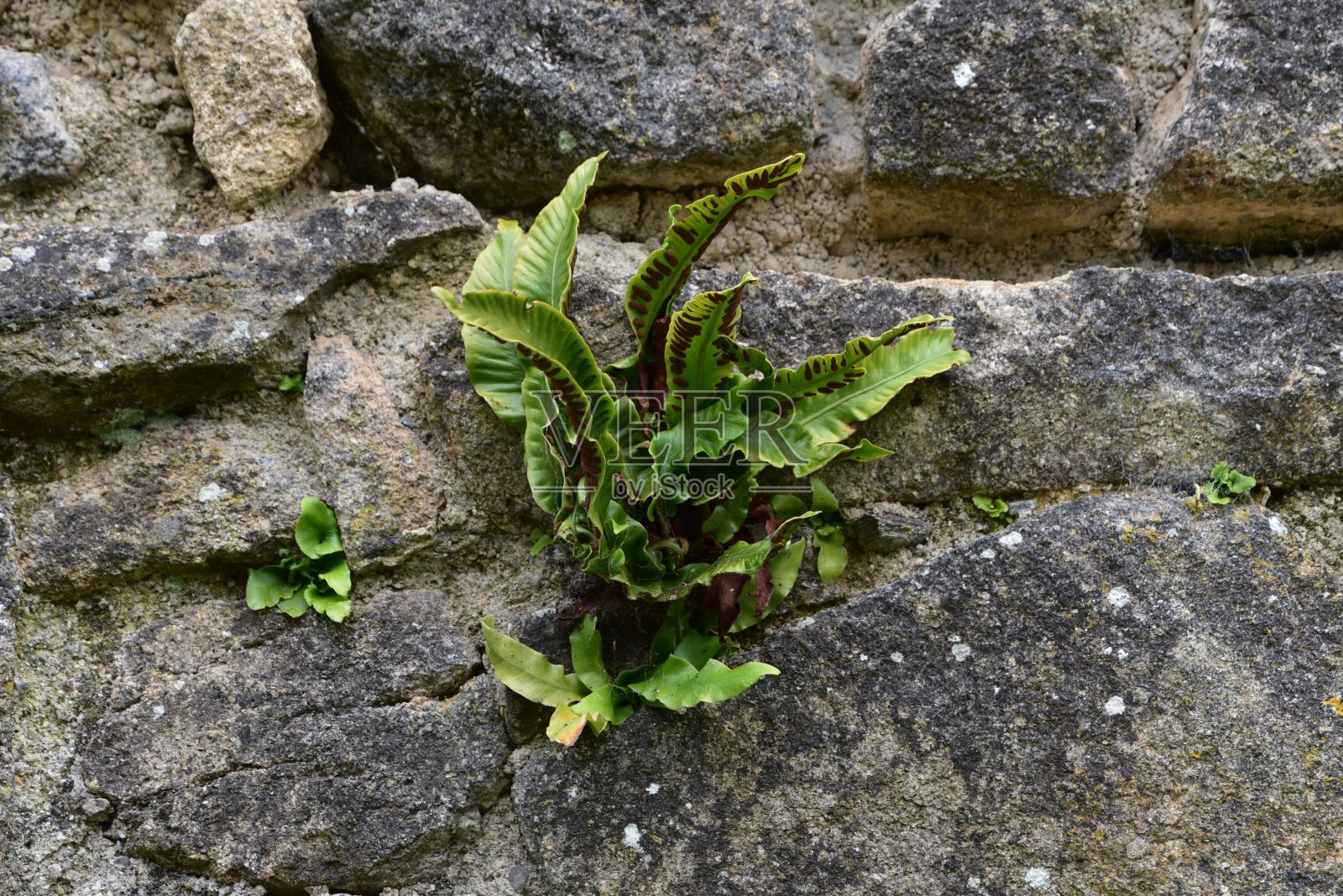 古老的石墙照片摄影图片