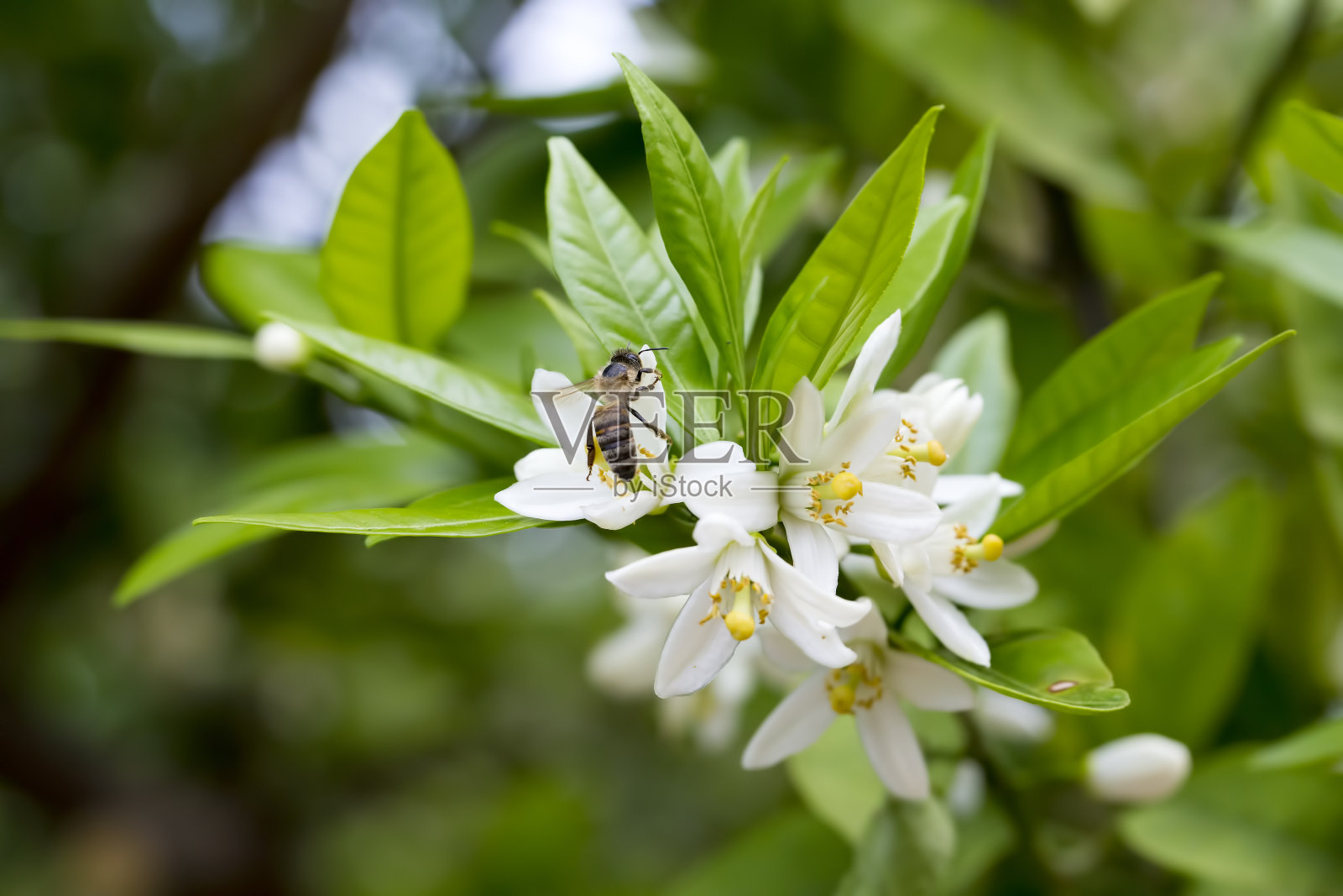 成熟的橙子挂在开花的橘子树上照片摄影图片