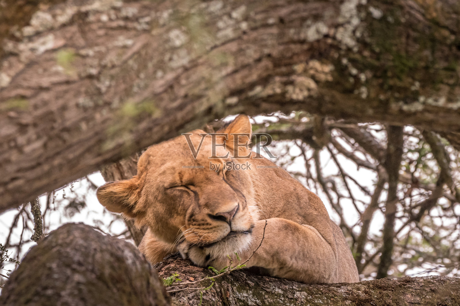 这棵树的爱人!照片摄影图片
