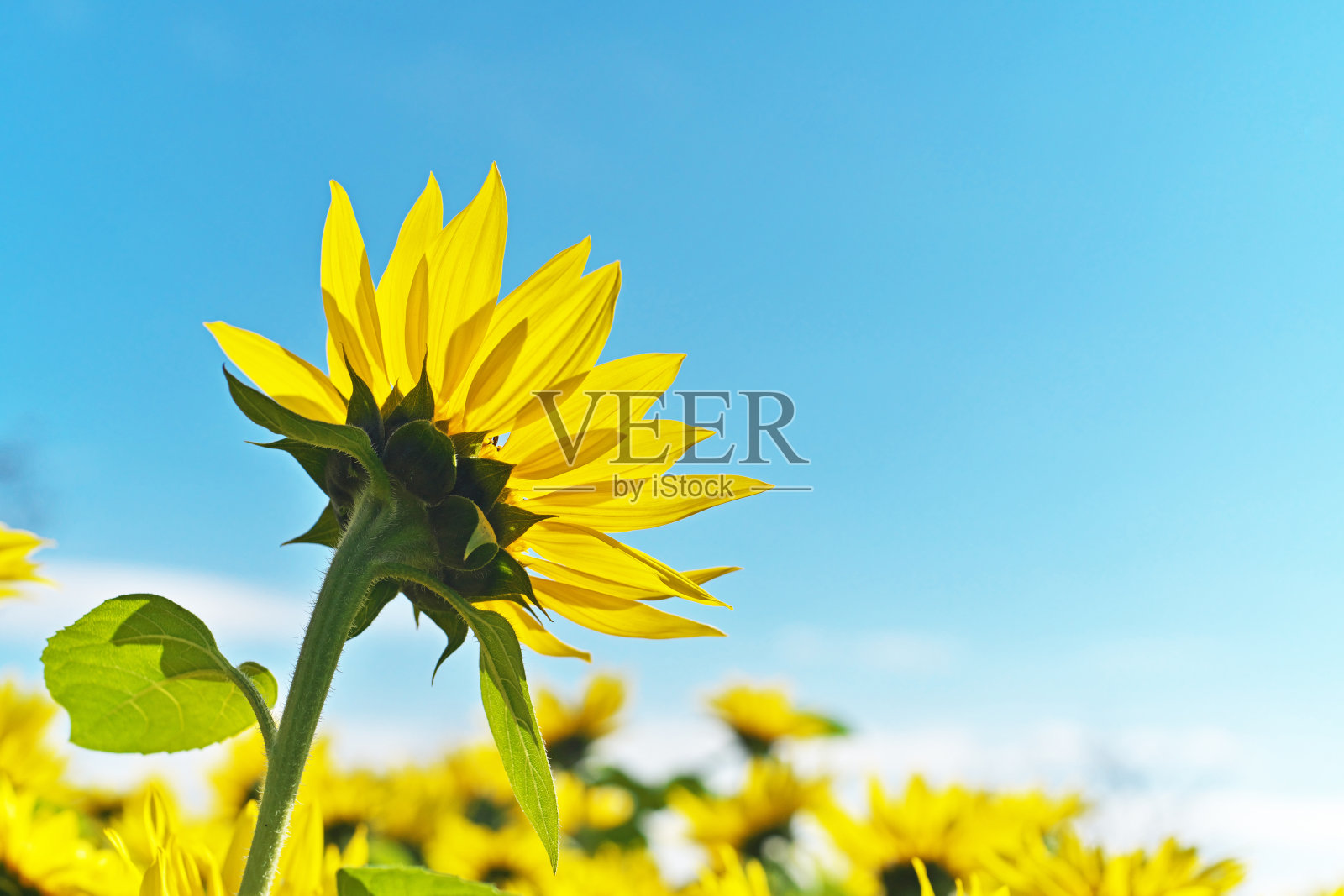 太阳的花照片摄影图片