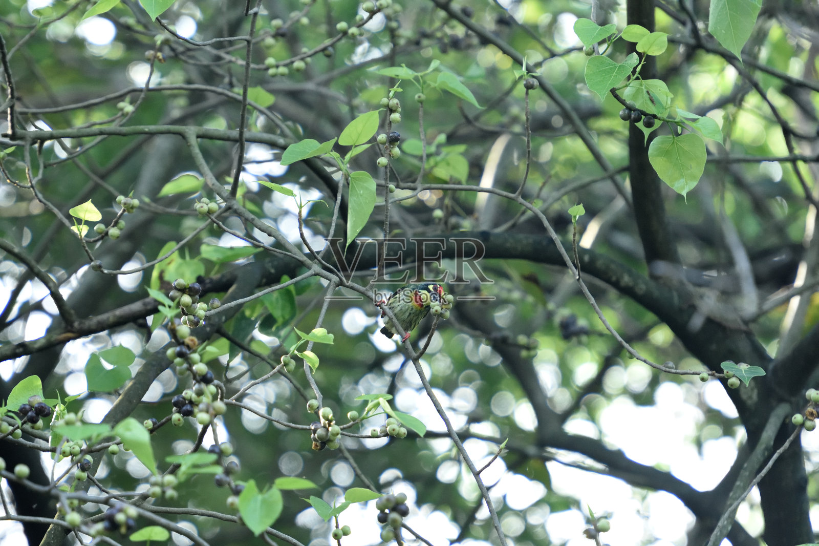 铜匠烧烤照片摄影图片