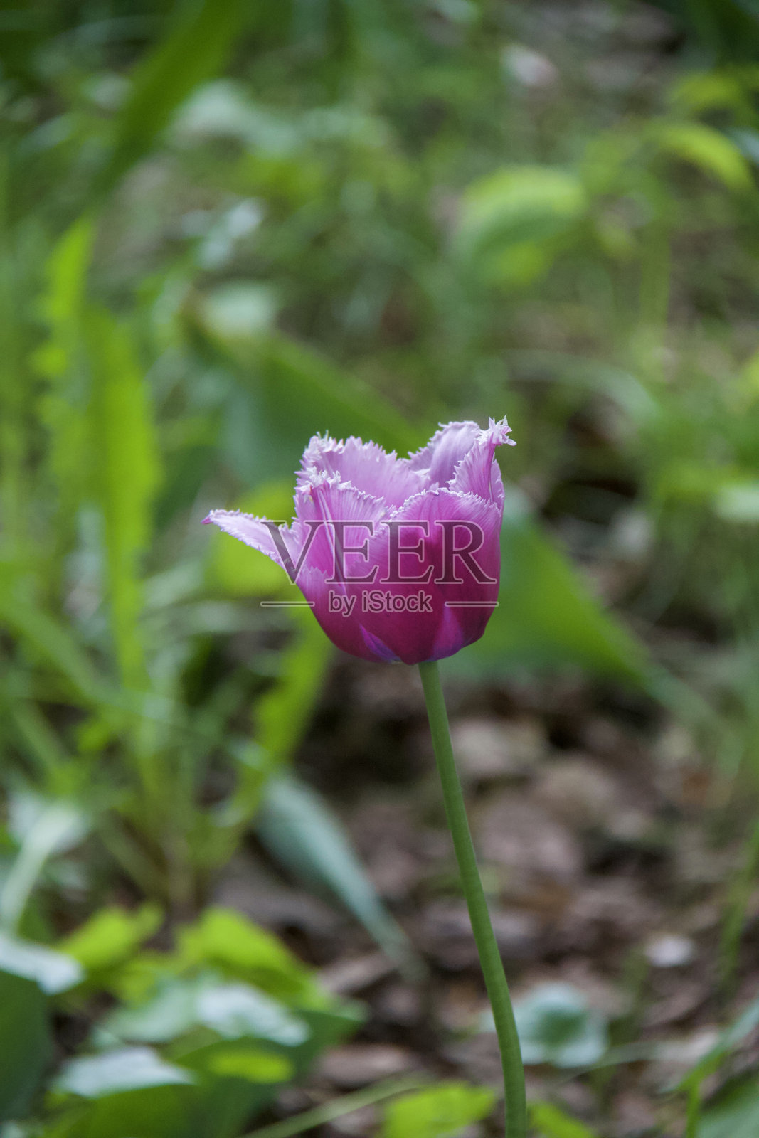 公园全景照片摄影图片