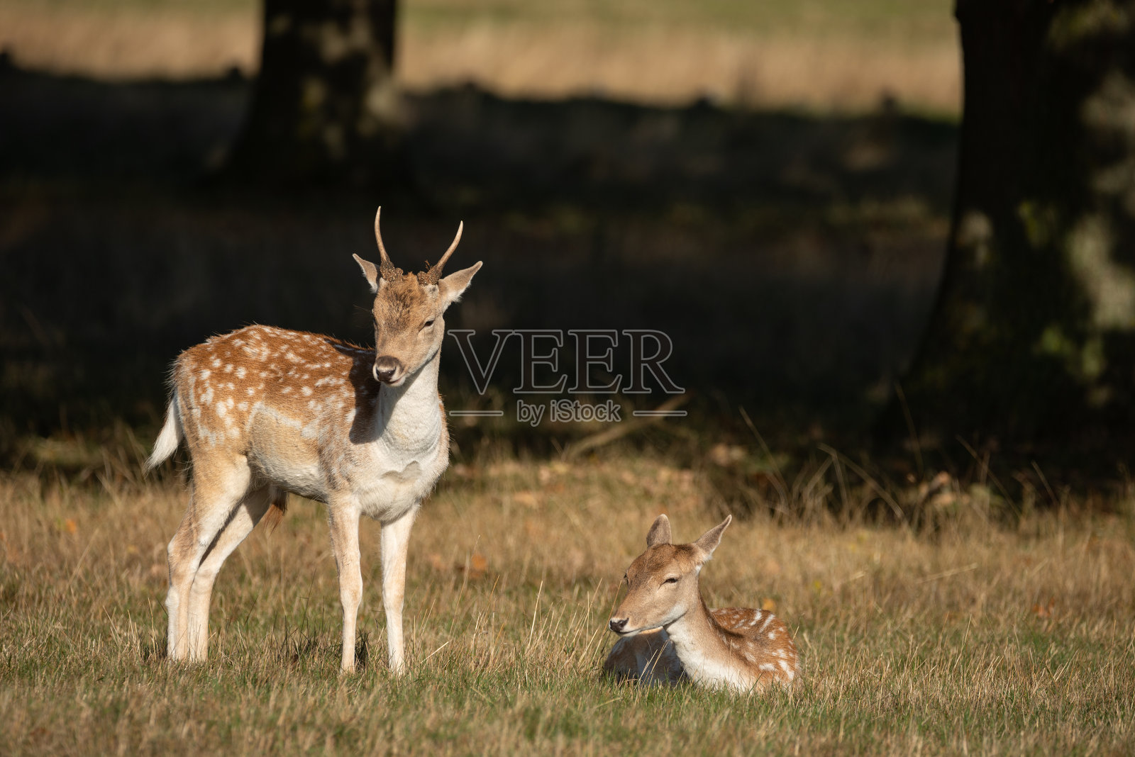 可爱的形象的休闲鹿Dama Dama在秋天的田野和林地景观设置照片摄影图片