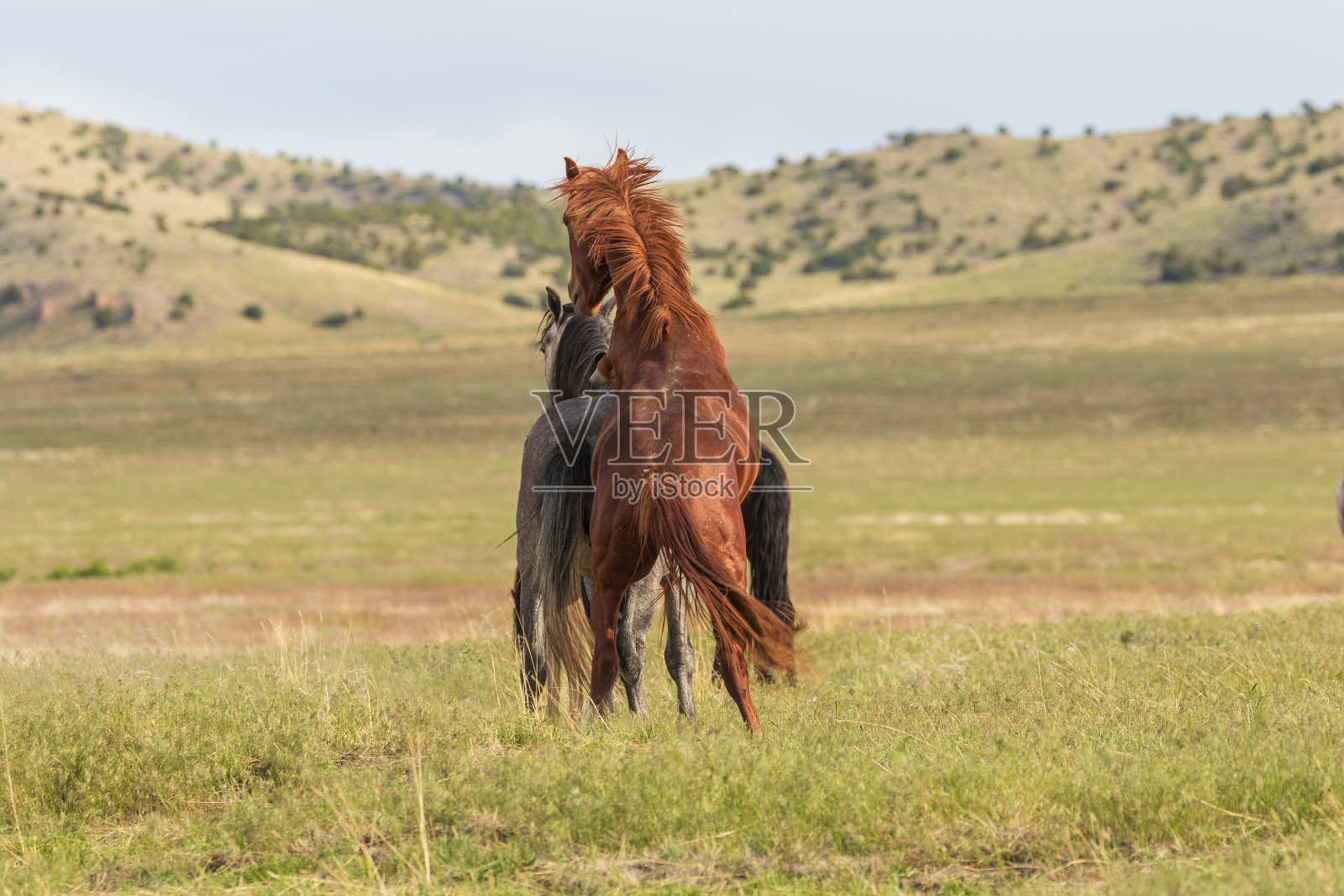 犹他沙漠中的野马照片摄影图片