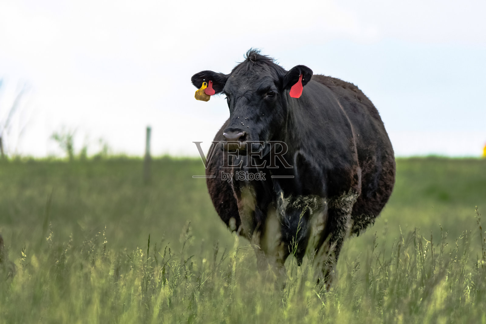 羊场里怀孕的黑安格斯母牛照片摄影图片