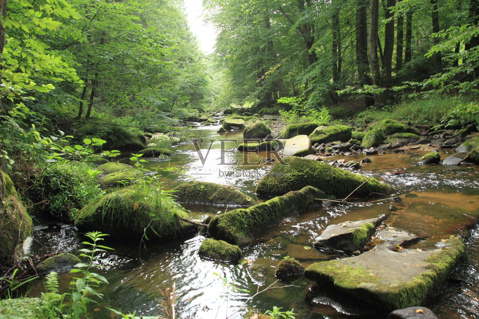 河流在绿色的春天的森林里照片摄影图片