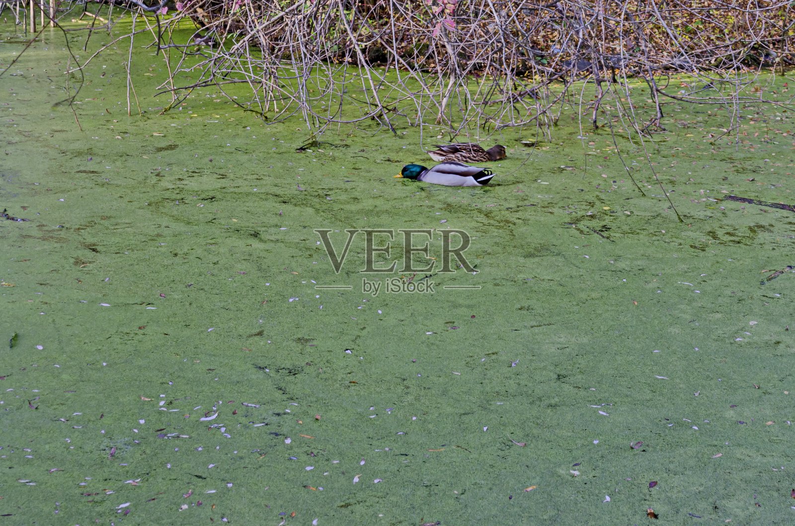 一群公鸭和母鸭在秋天的湖泊上与绿色的浮萍游泳和吃,南方公园照片摄影图片