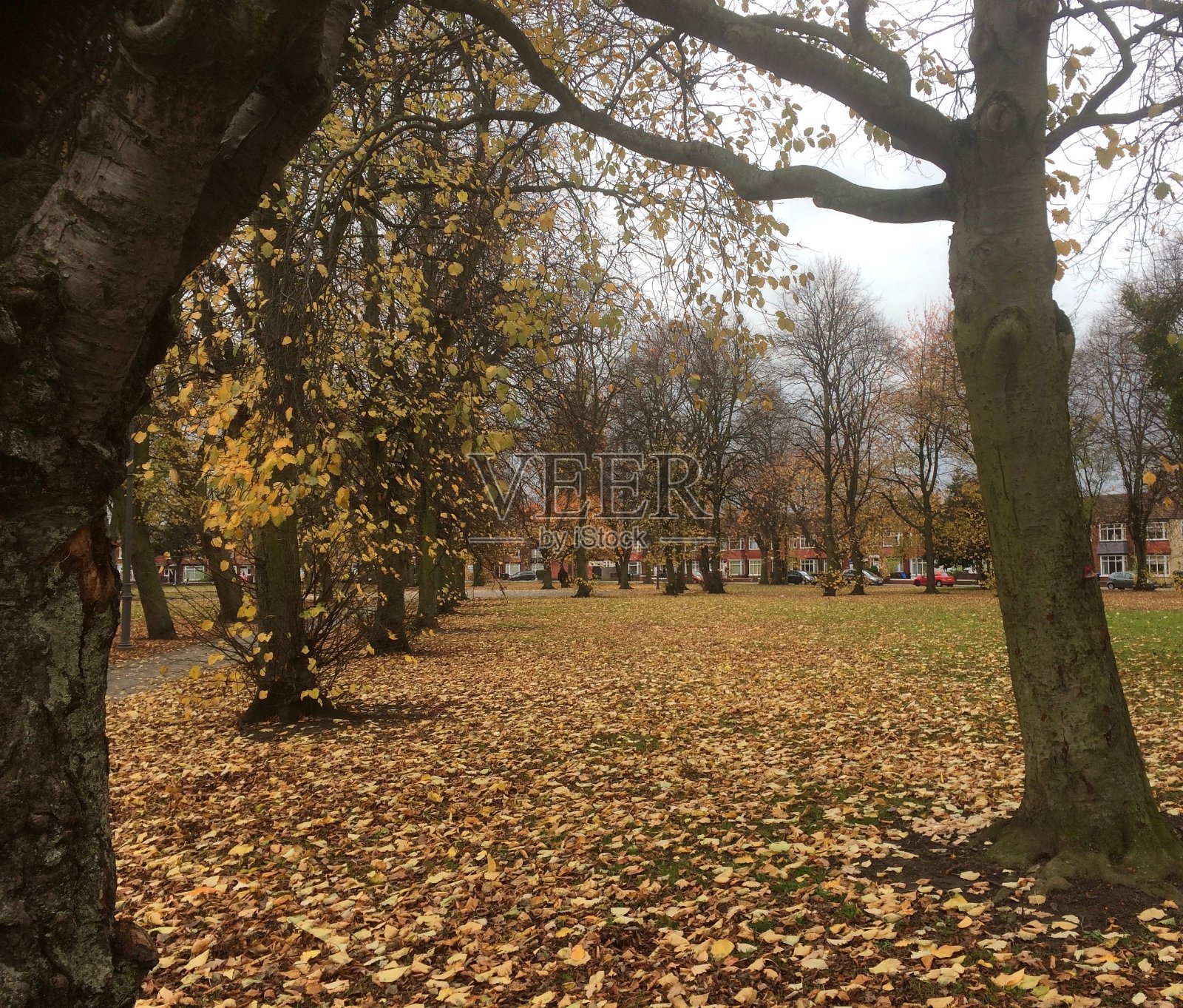 秋天的落叶照片摄影图片