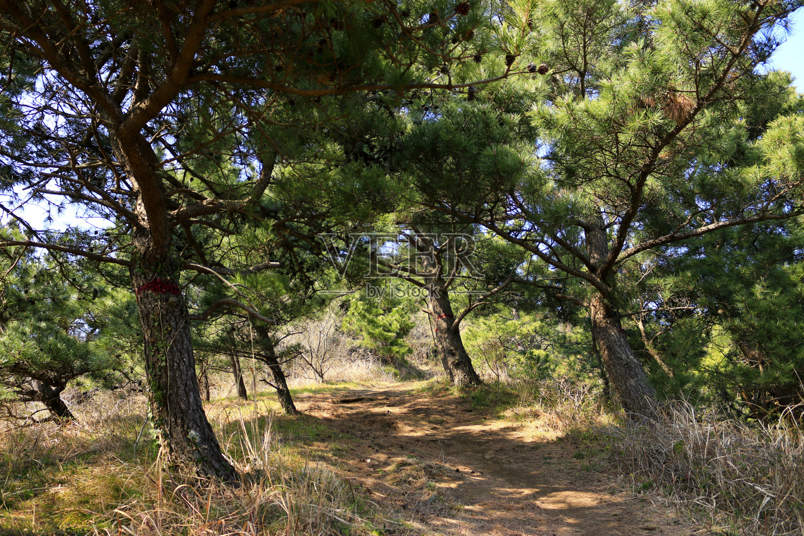 火山丘,丹山,火山丘,山照片摄影图片