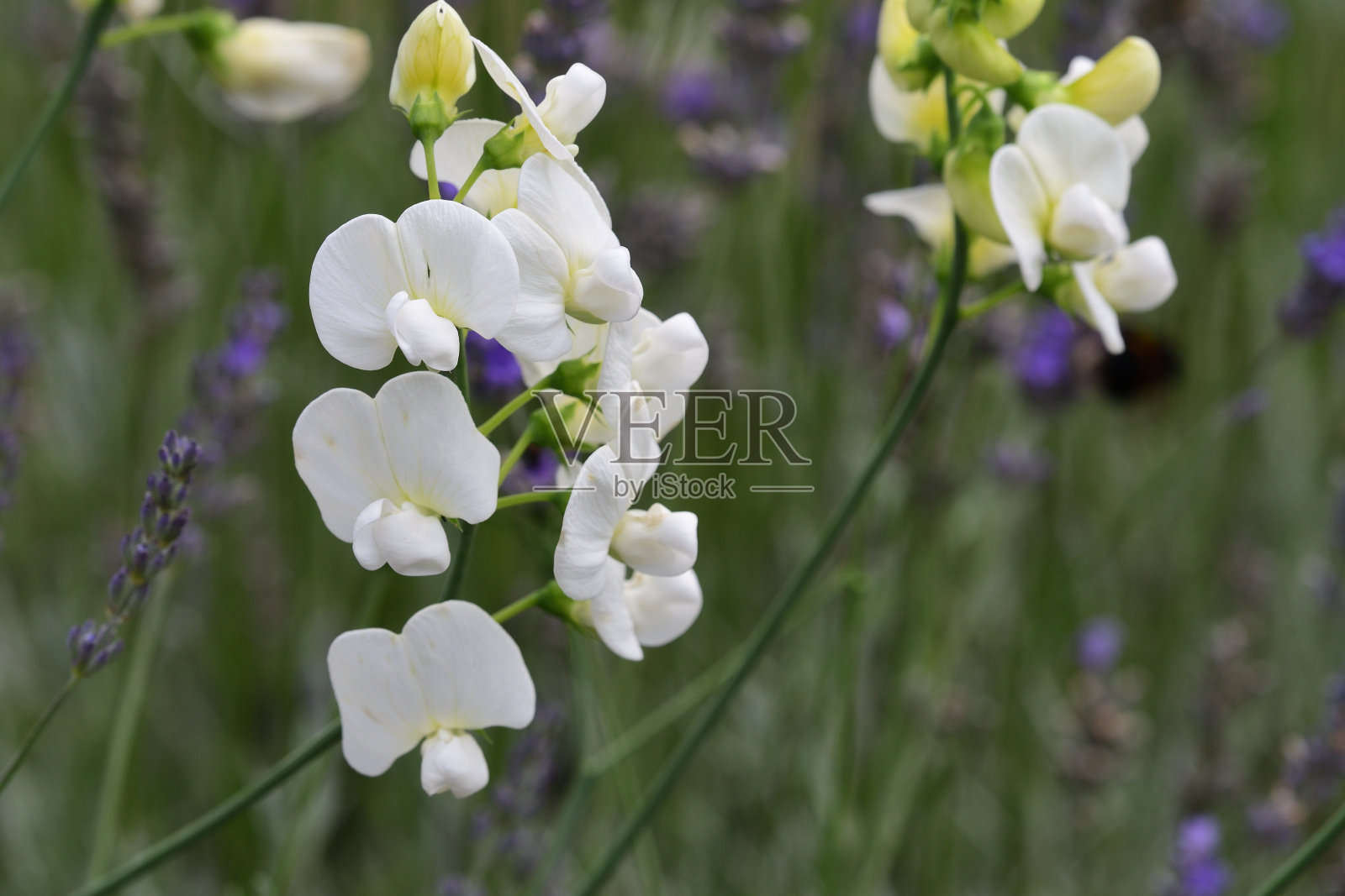 甜豆。照片摄影图片