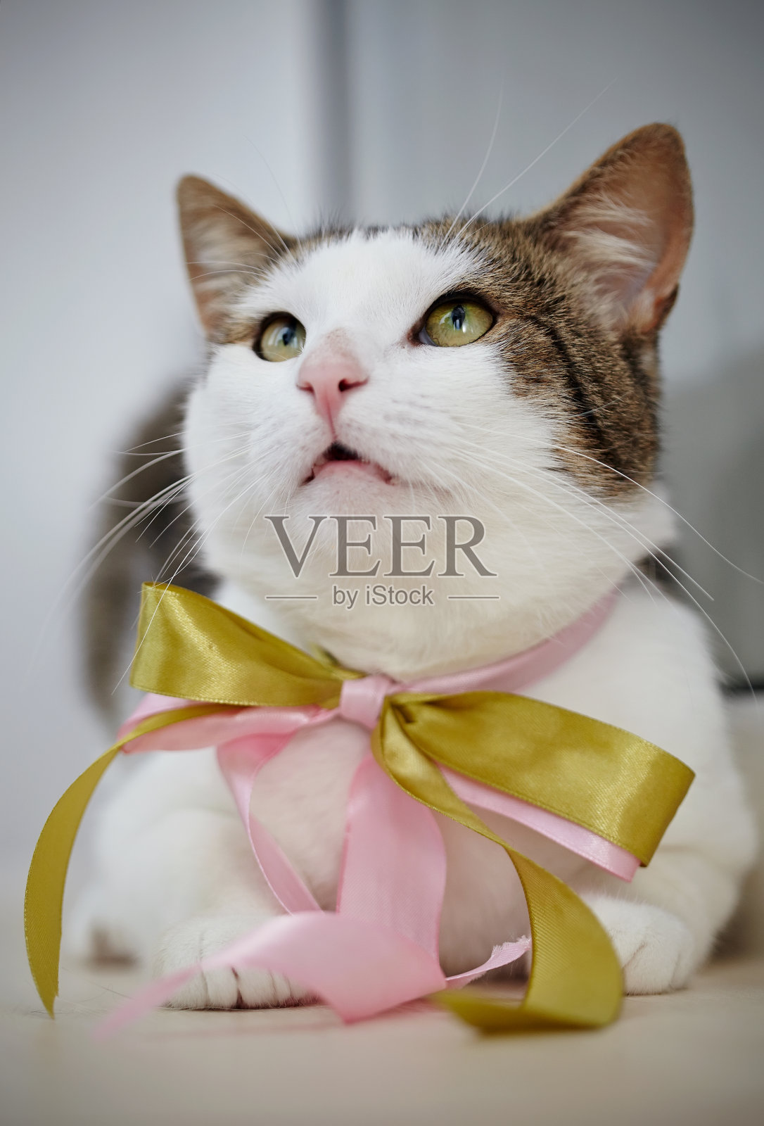 一只带蝴蝶结的白色条纹猫的肖像照片摄影图片