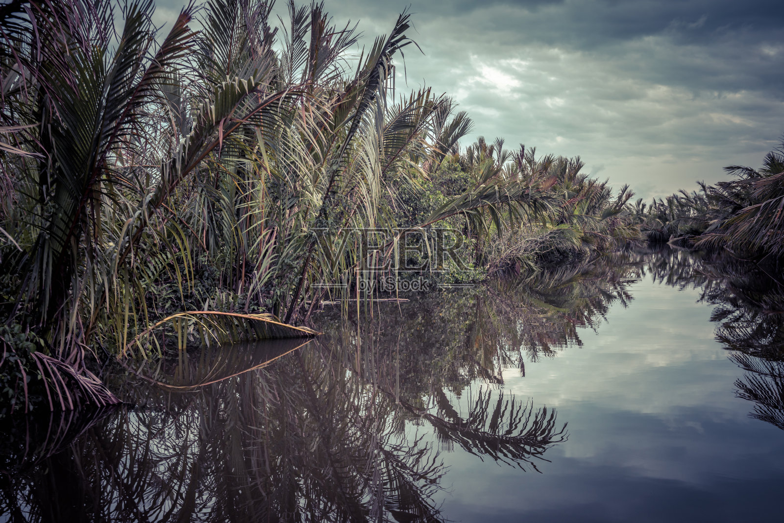 神秘的热带雨林湿地美景照片摄影图片