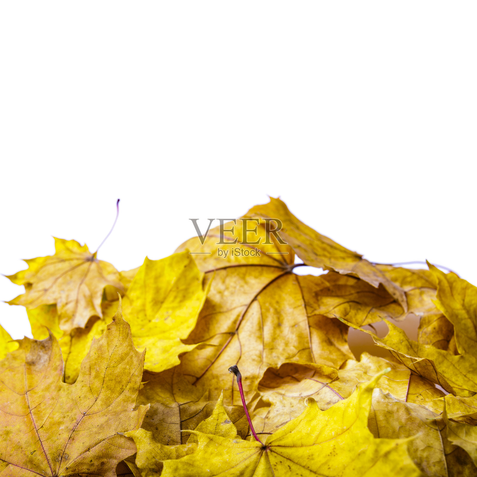 一堆秋叶孤立在白色的背景上。照片摄影图片