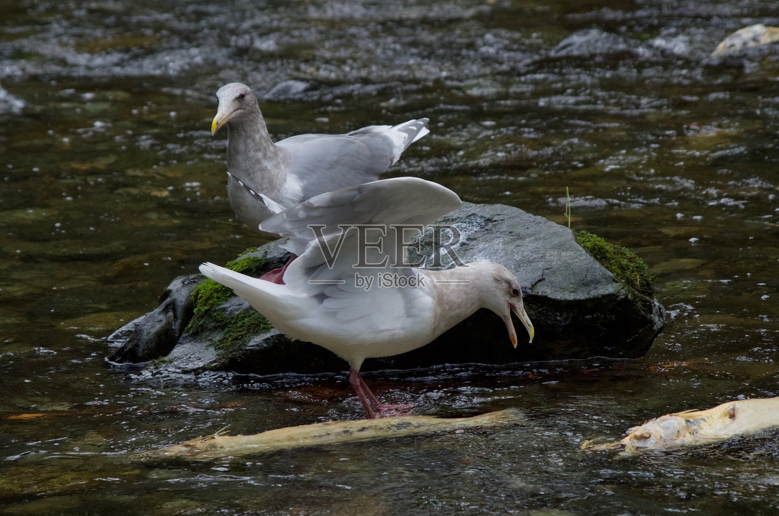 成年海青鸥声称金溪河有一具鲑鱼尸体照片摄影图片