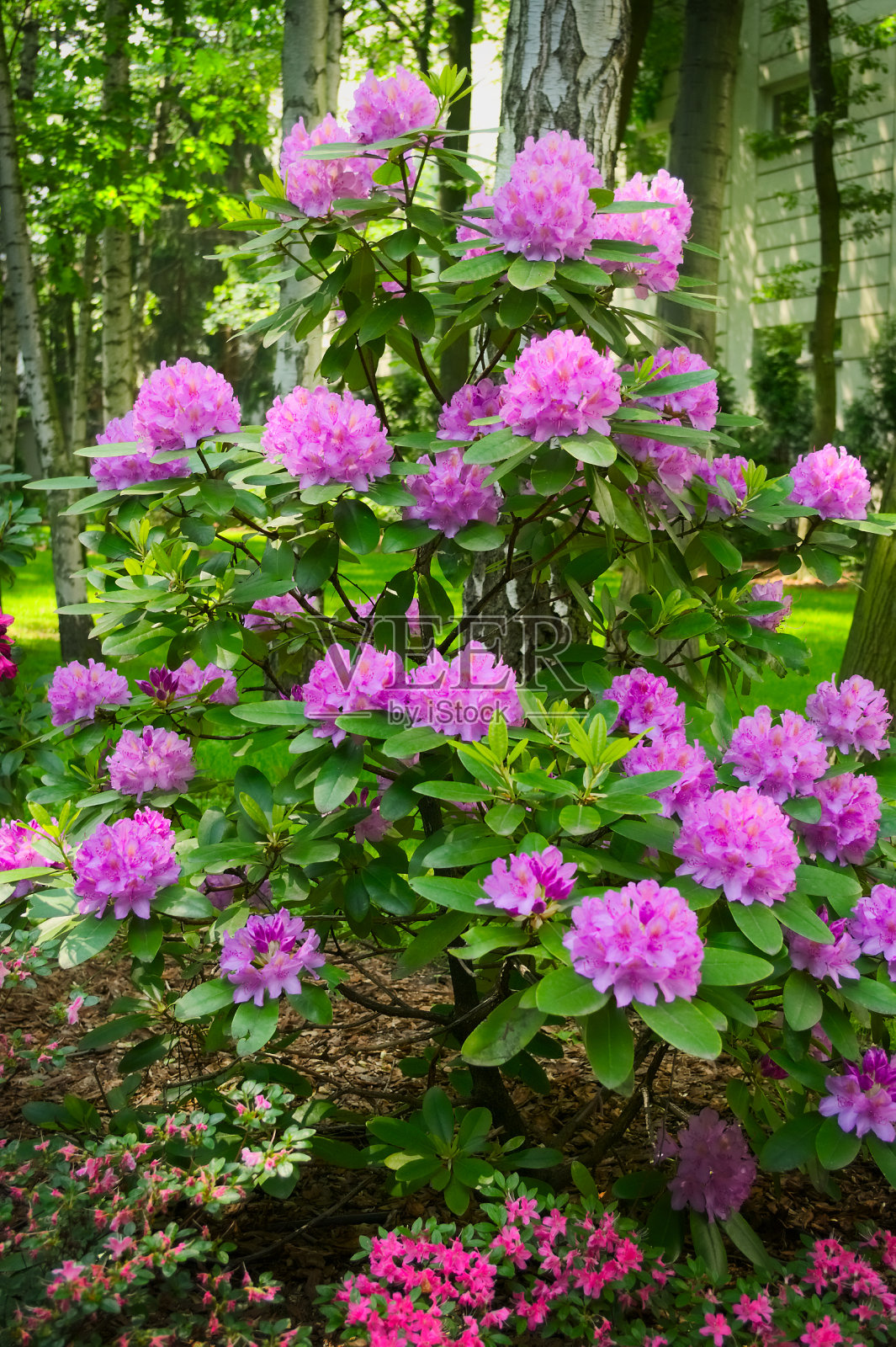 杜鹃花灌木上的粉红色的花。照片摄影图片