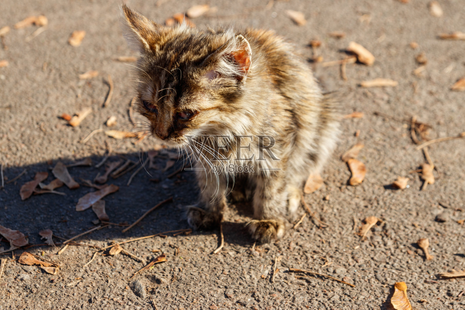 流浪病猫在城市秋天公园照片摄影图片