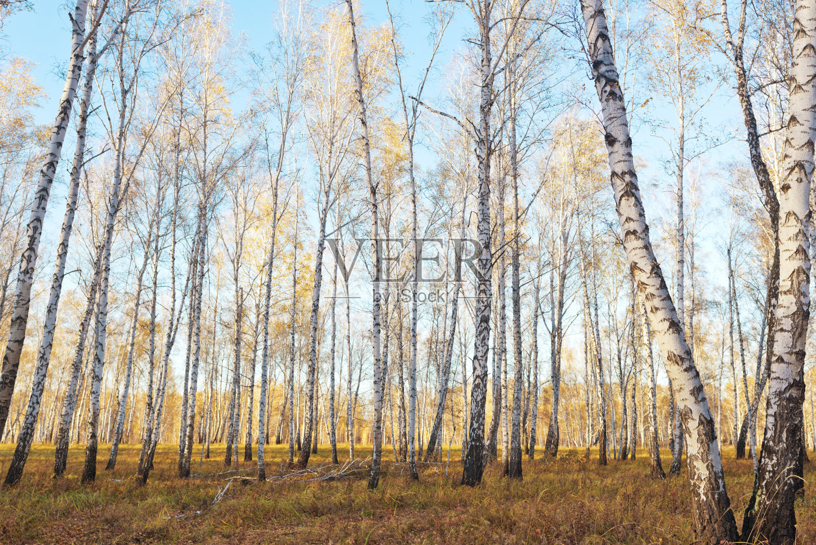 秋天的森林照片摄影图片