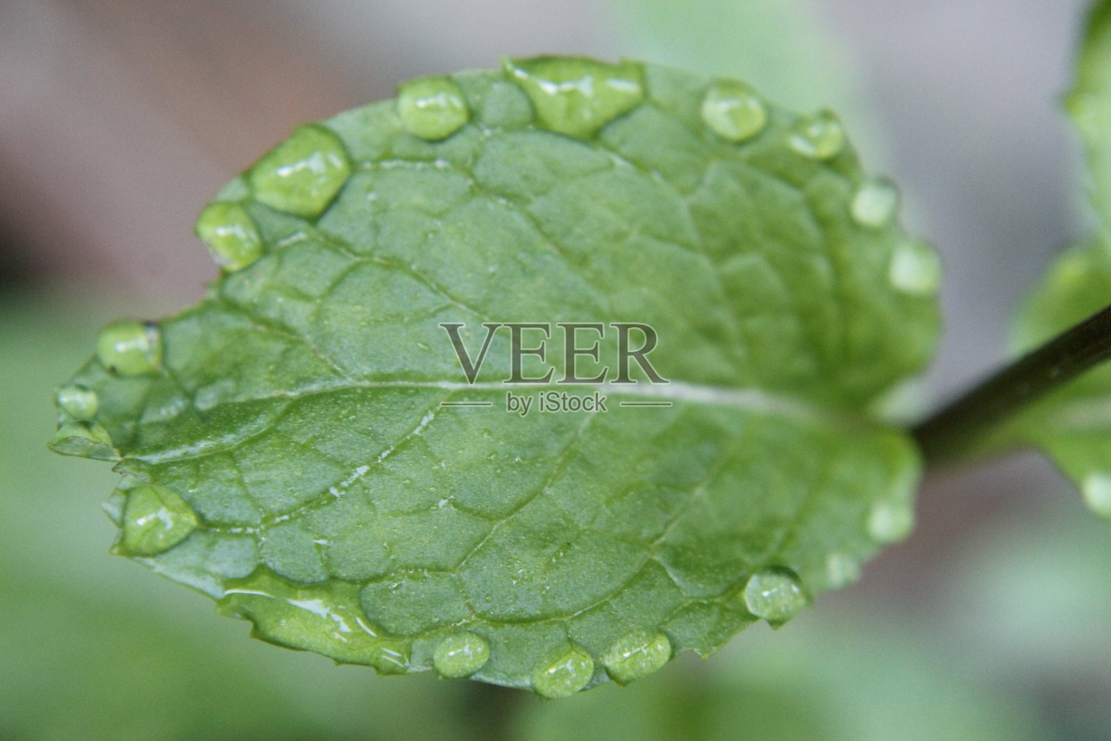 花园里的薄荷叶。清晨露珠,拷贝空间照片摄影图片