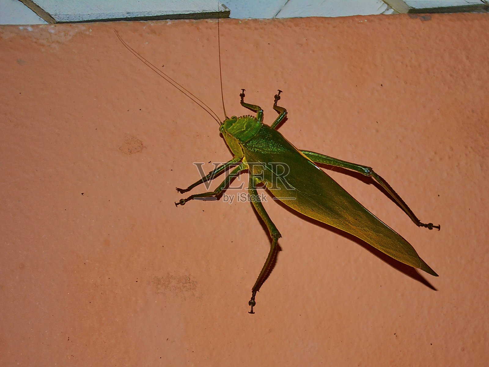 漂亮的绿色板球照片摄影图片