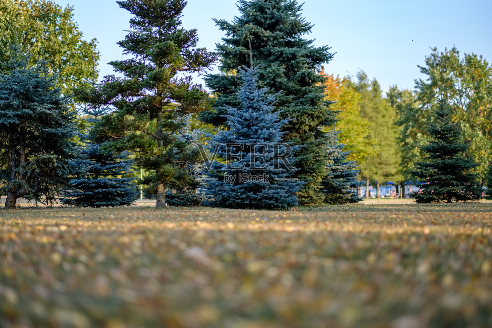 森林的细节,树干和绿色的树叶在夏天照片摄影图片