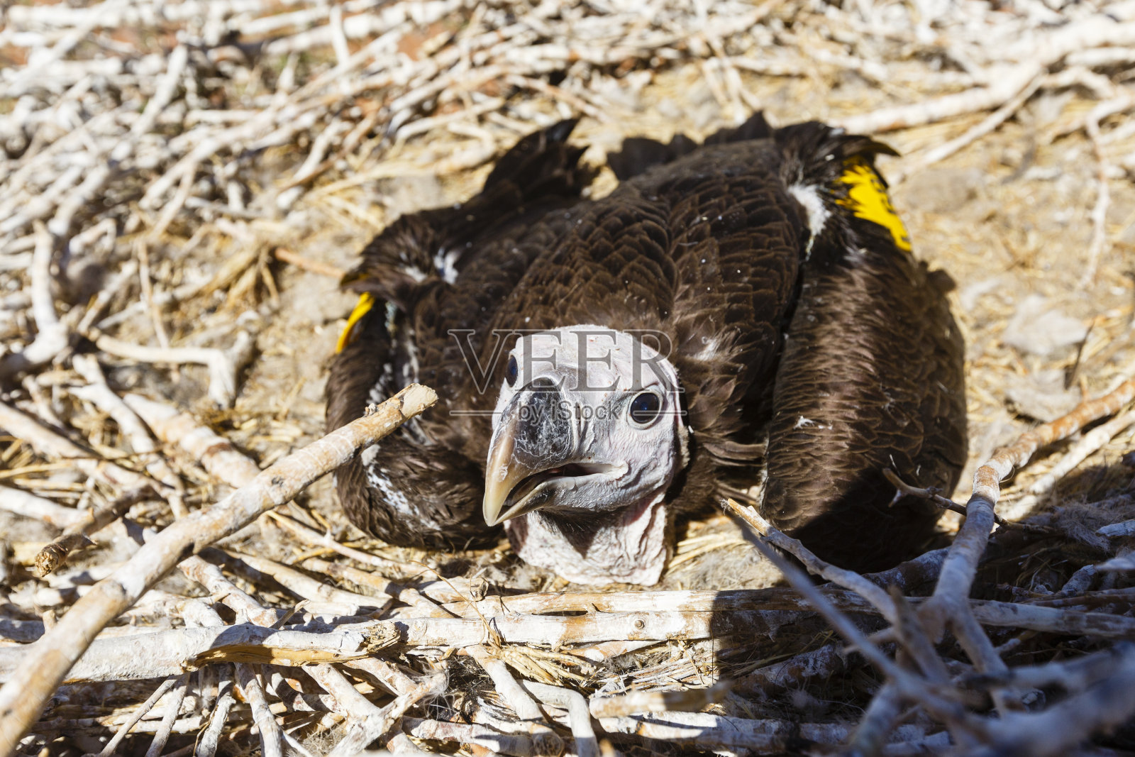 奥伦吉尔伊姆巢穴照片摄影图片