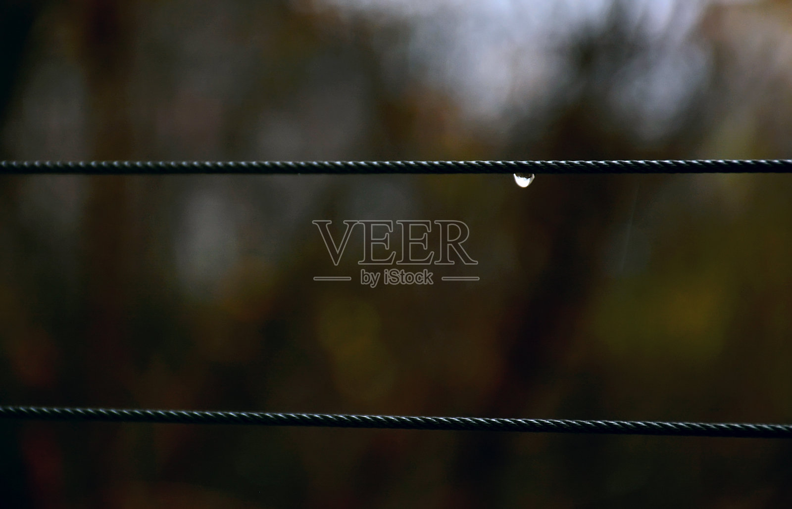 树枝上的雨滴。雨后的树枝沾着水滴。滴在晒衣绳上照片摄影图片