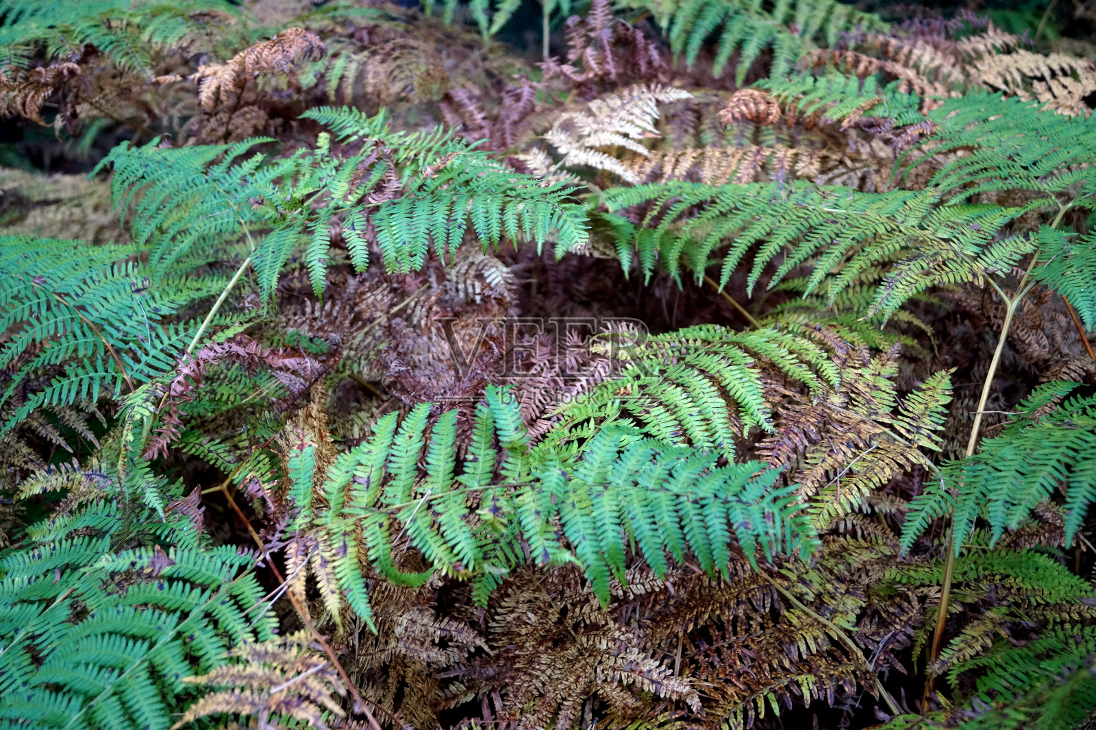 在秋天闭合蕨类植物的叶子照片摄影图片