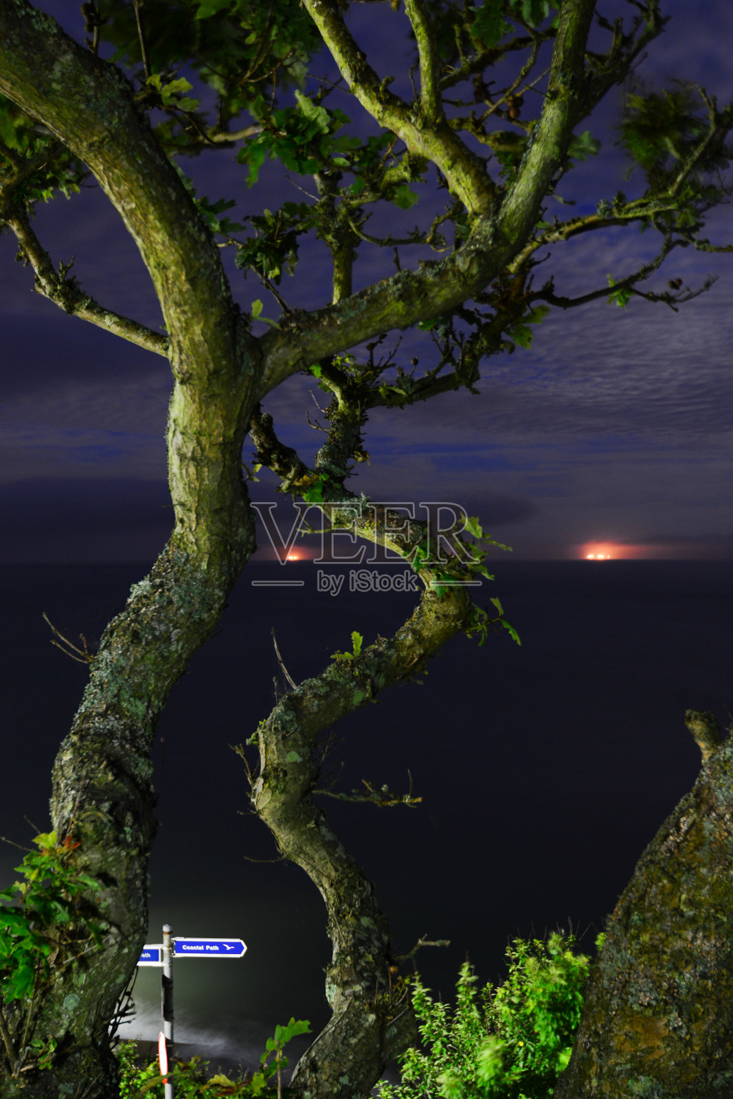 夜晚俯瞰海湾的树照片摄影图片