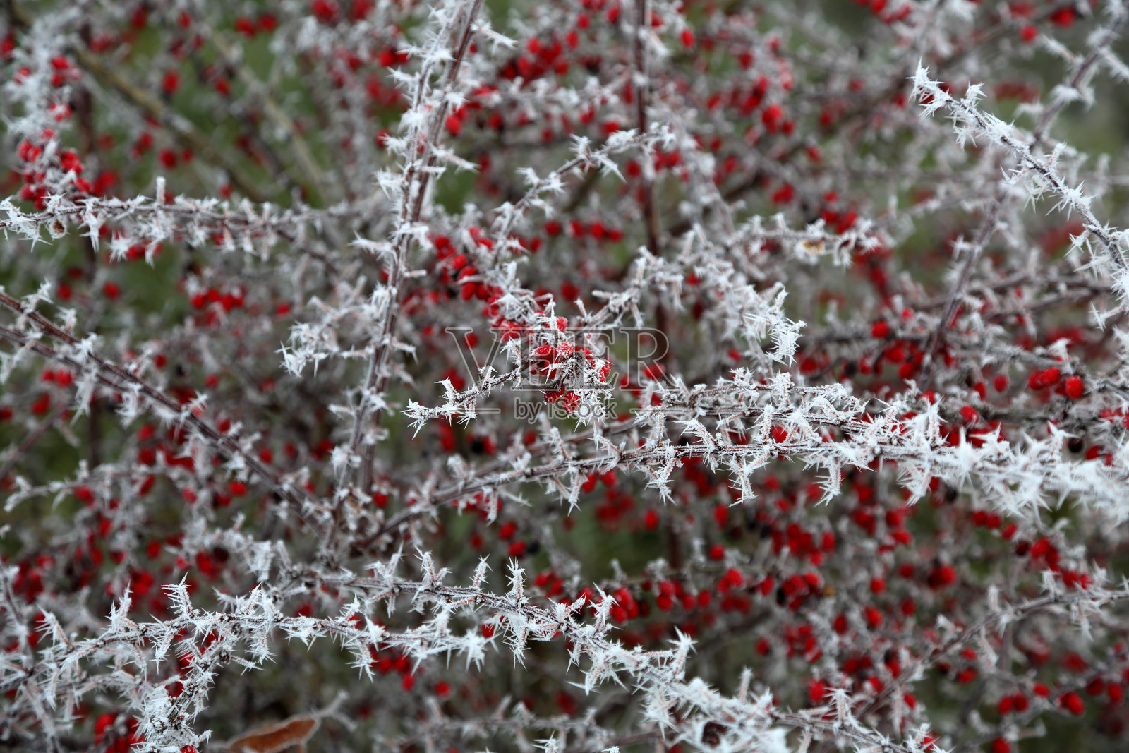 树枝上的冰冻浆果照片摄影图片