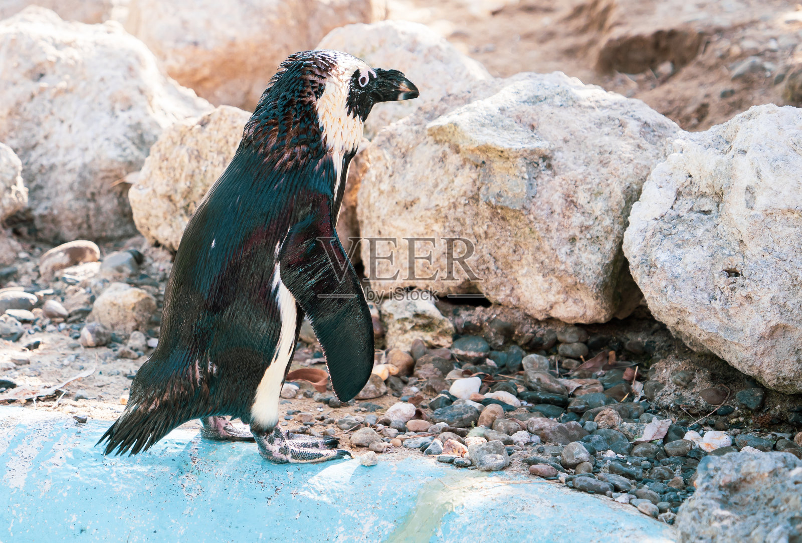 非洲企鹅游泳后站在岩石上。非洲企鹅,又称驴企鹅和黑足企鹅。照片摄影图片