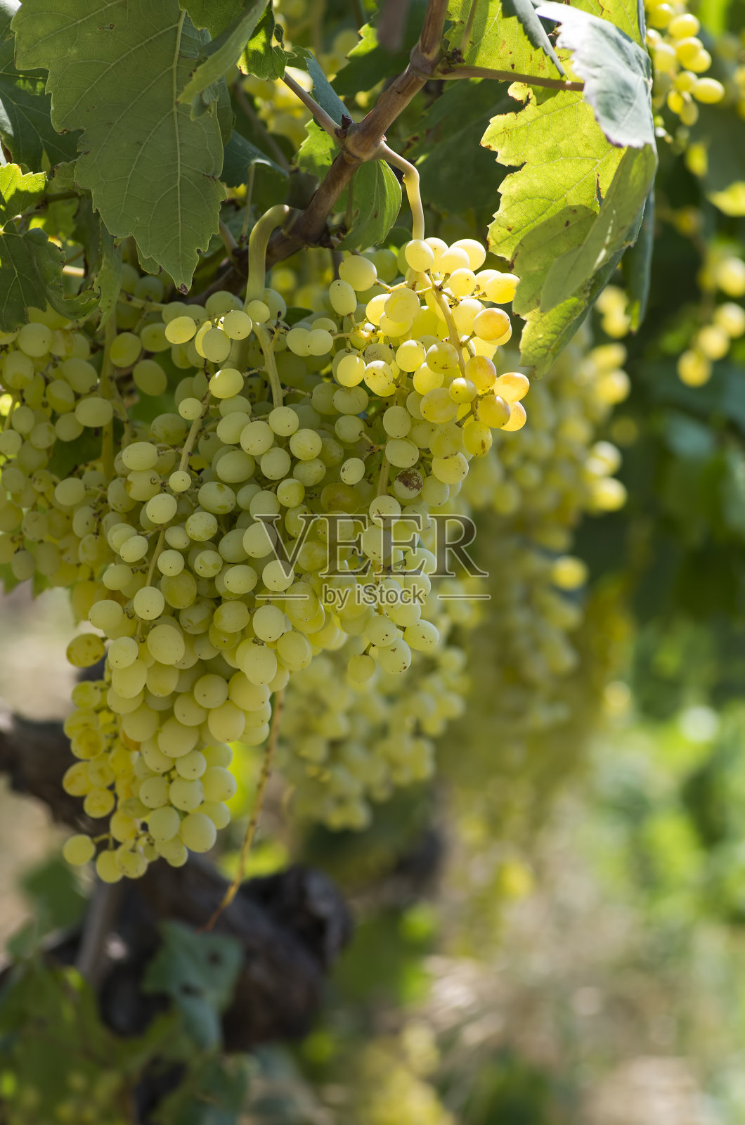 新鲜有机葡萄,葡萄园。土耳其/伊兹密尔/福卡照片摄影图片