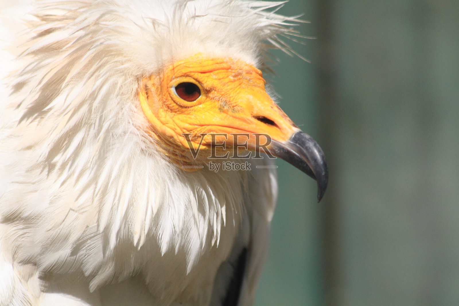 白头秃鹫的细节照片摄影图片
