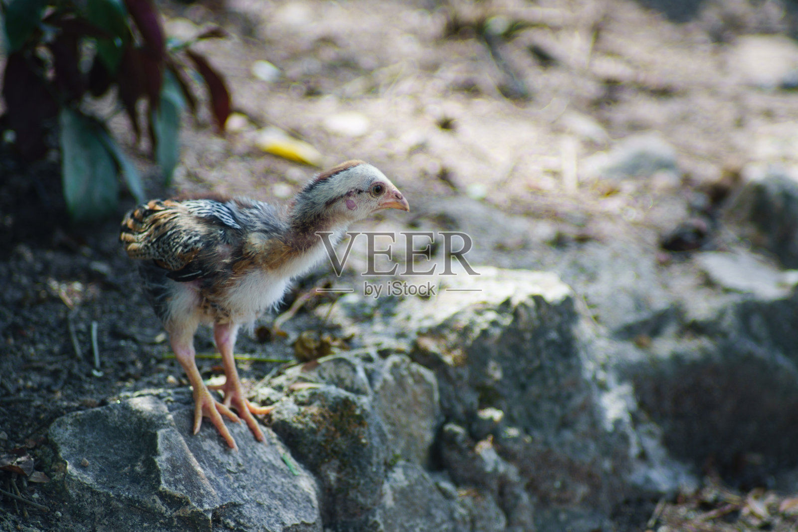 两只小鸡在木树荫下休息。照片摄影图片