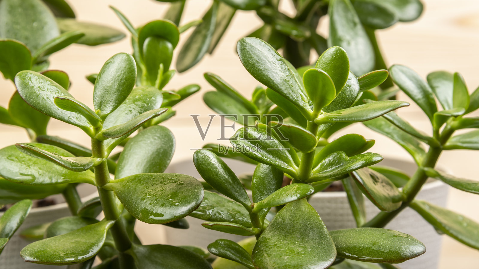 背景为肉质室内植物卵形蓝草照片摄影图片