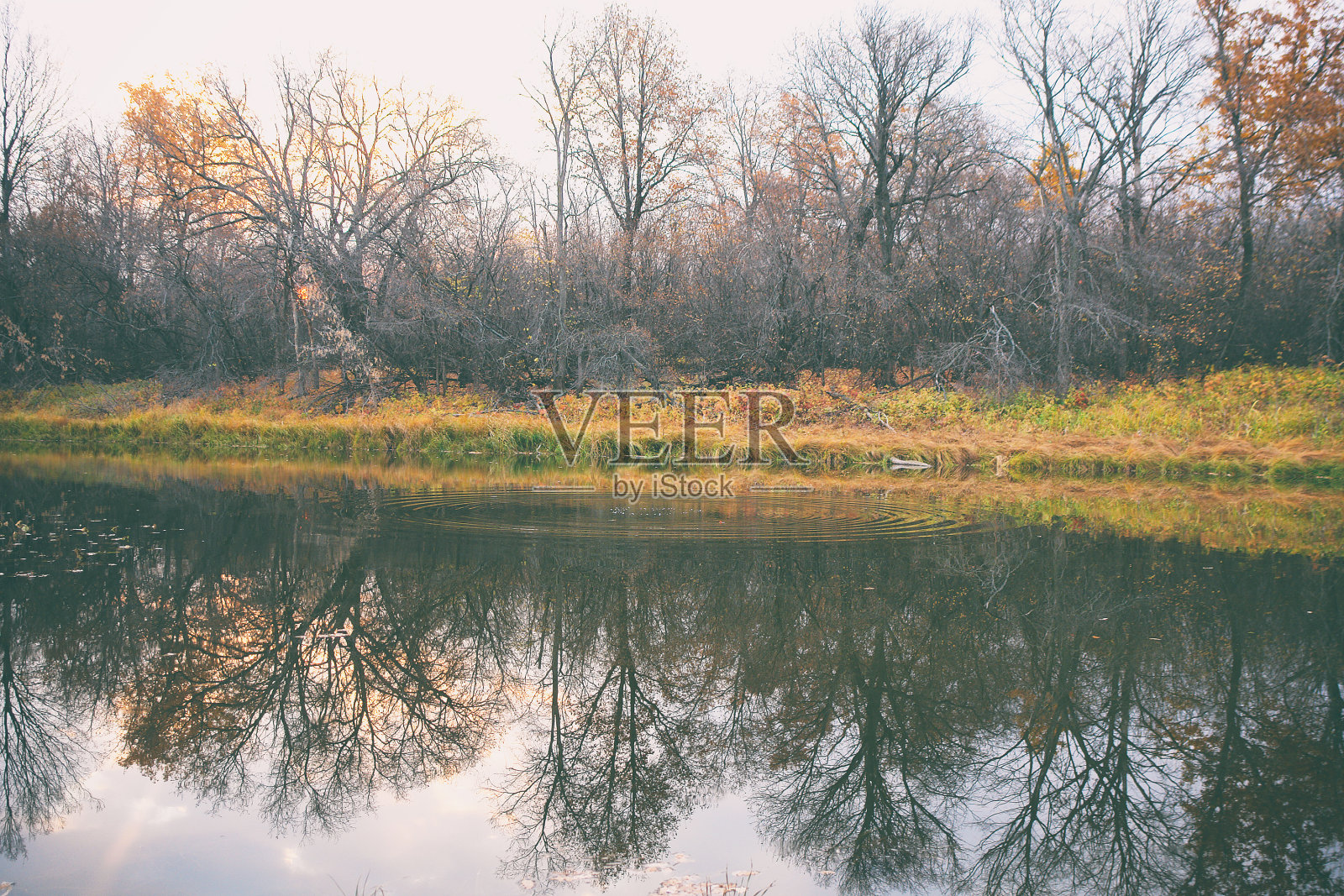 森林中初秋的河流或湖泊照片摄影图片