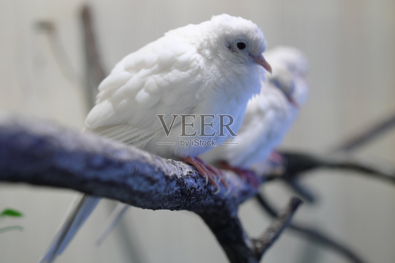 白色斑马鸽子照片摄影图片