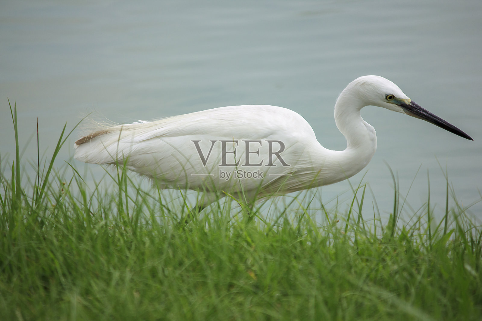 白鹭在水上行走。照片摄影图片