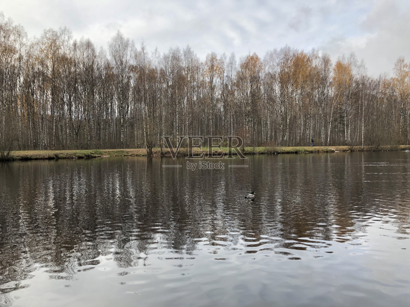 水、湖、鸟、鸭、自然照片摄影图片