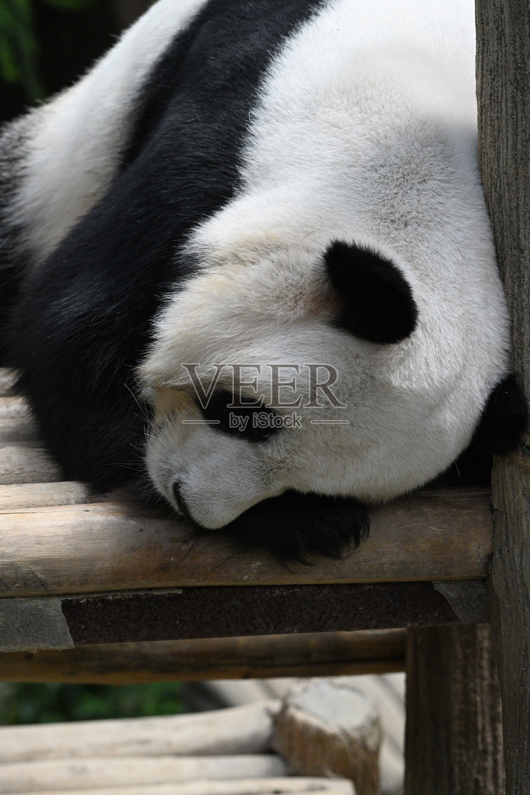 大熊猫照片摄影图片