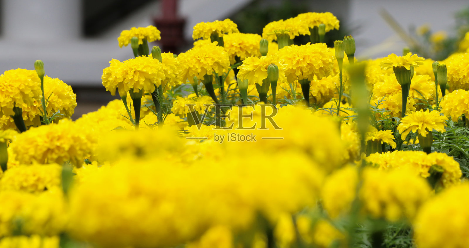 花园里的非洲万寿菊照片摄影图片