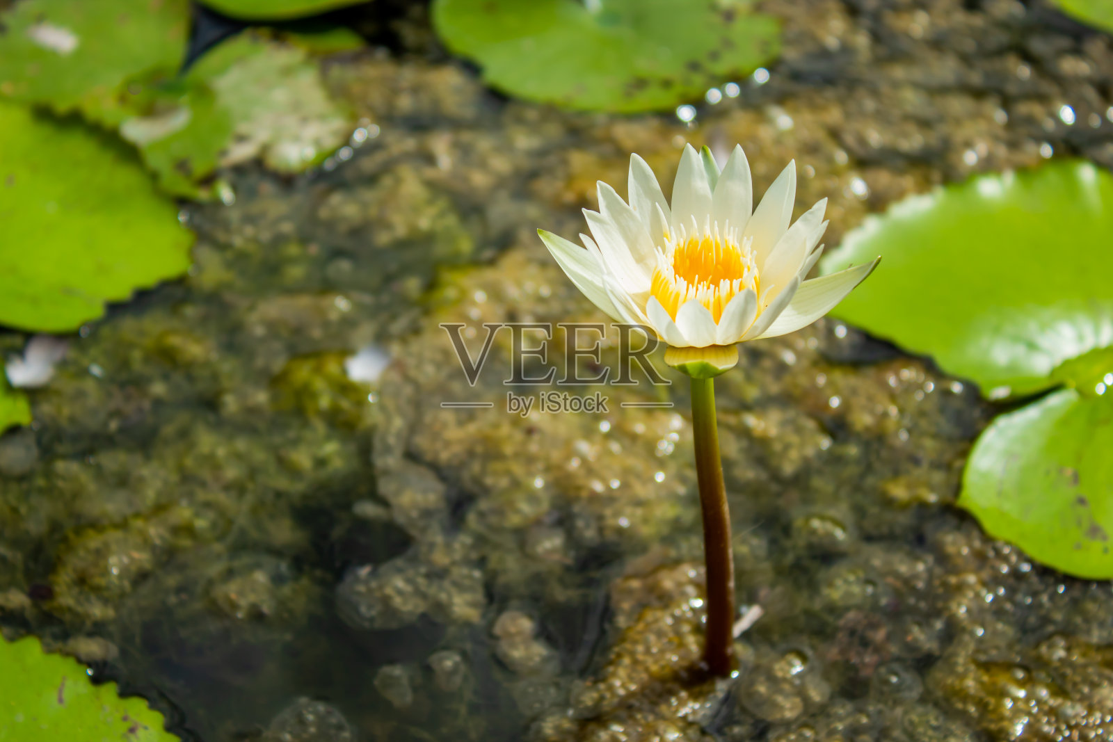 花园里的白莲花。照片摄影图片