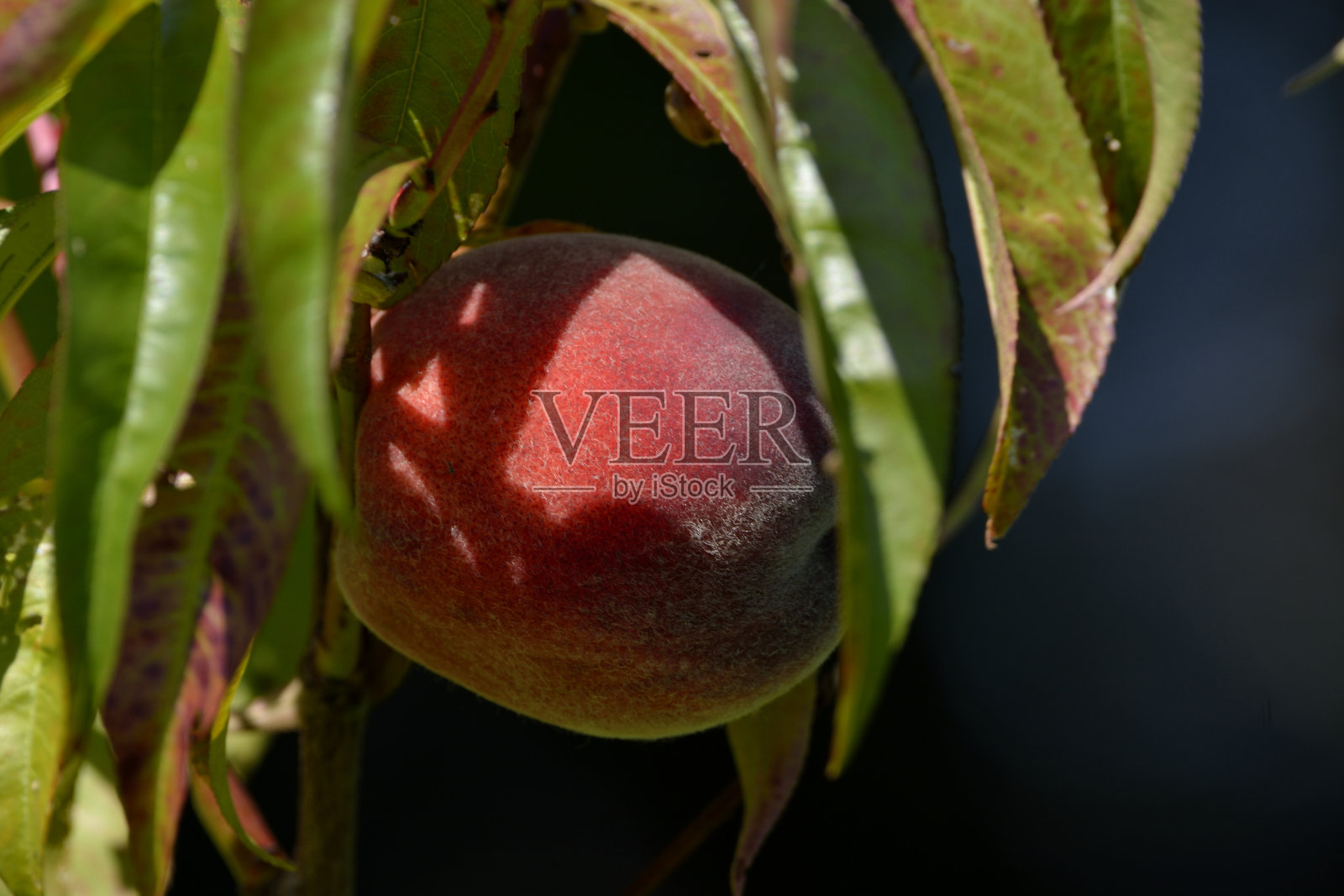 标题照片摄影图片