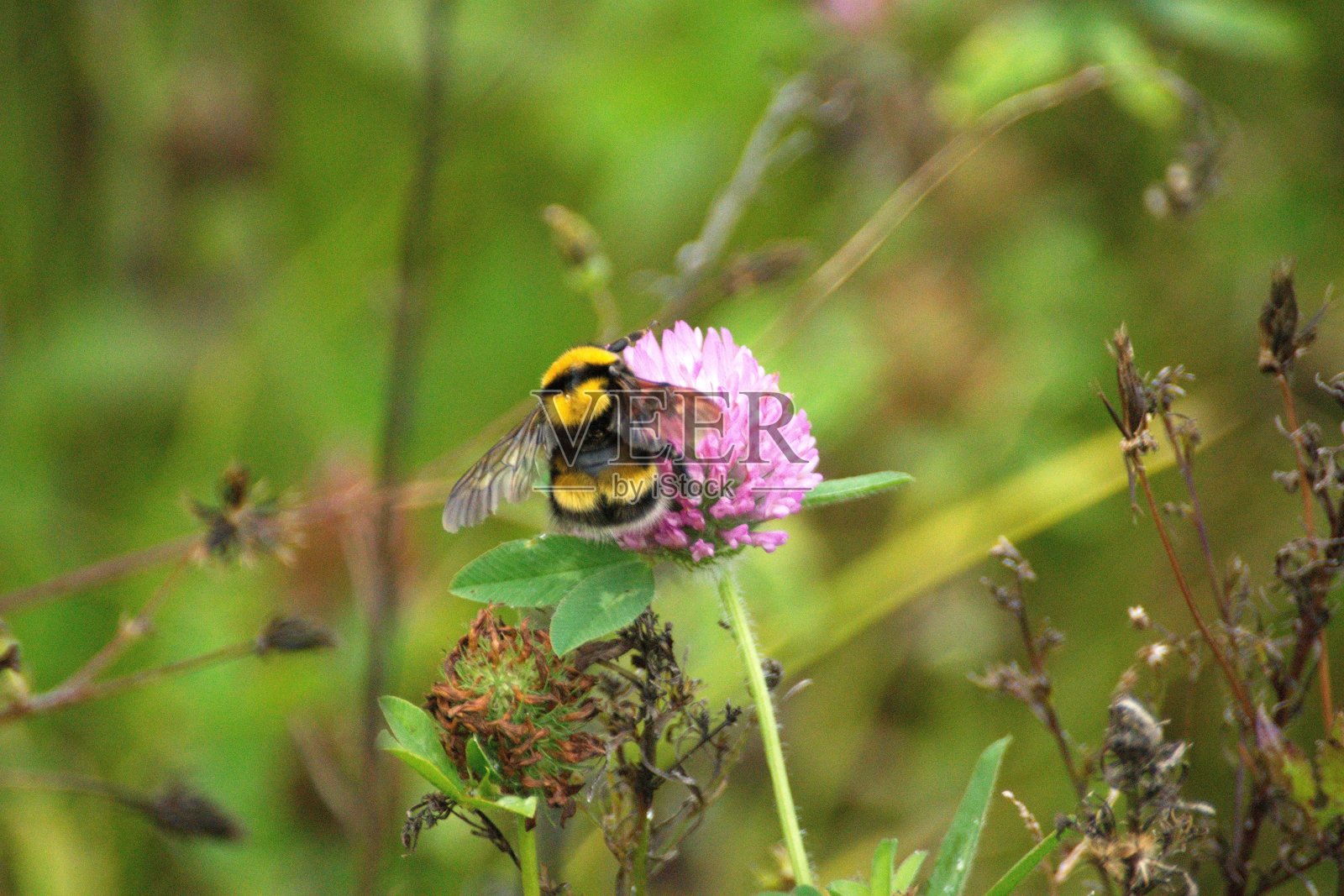 大黄蜂在三叶草照片摄影图片