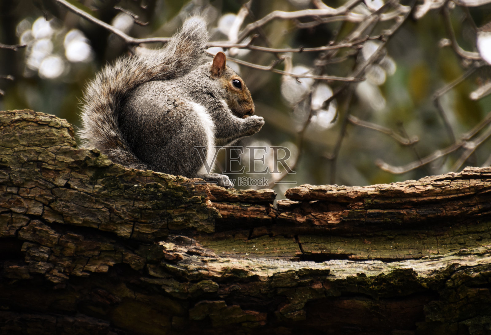侧面的松鼠坐在树枝上吃坚果照片摄影图片