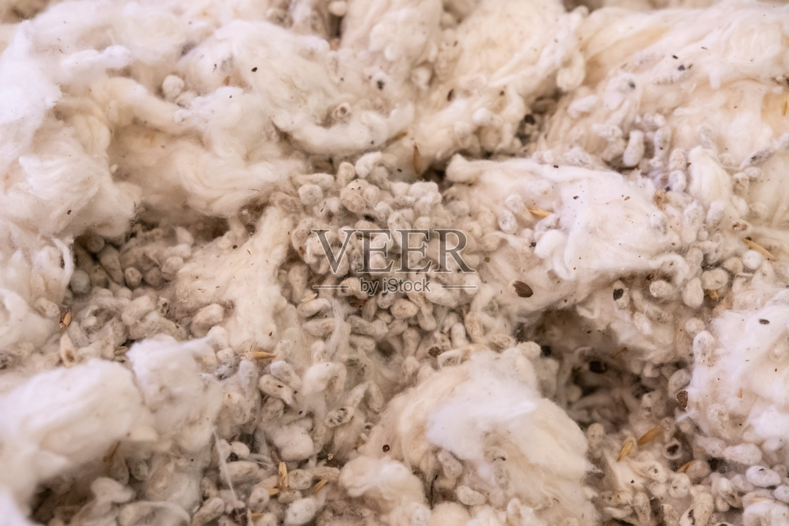 棉籽背景照片摄影图片