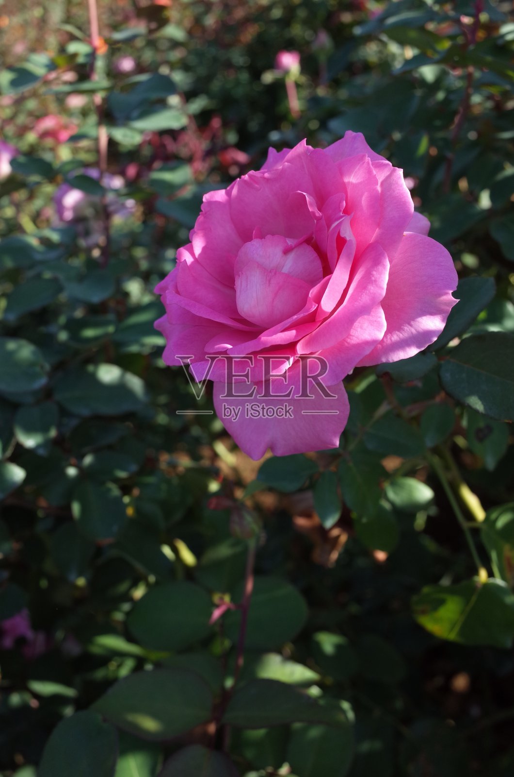 玫瑰“贝弗利”-浅粉色照片摄影图片