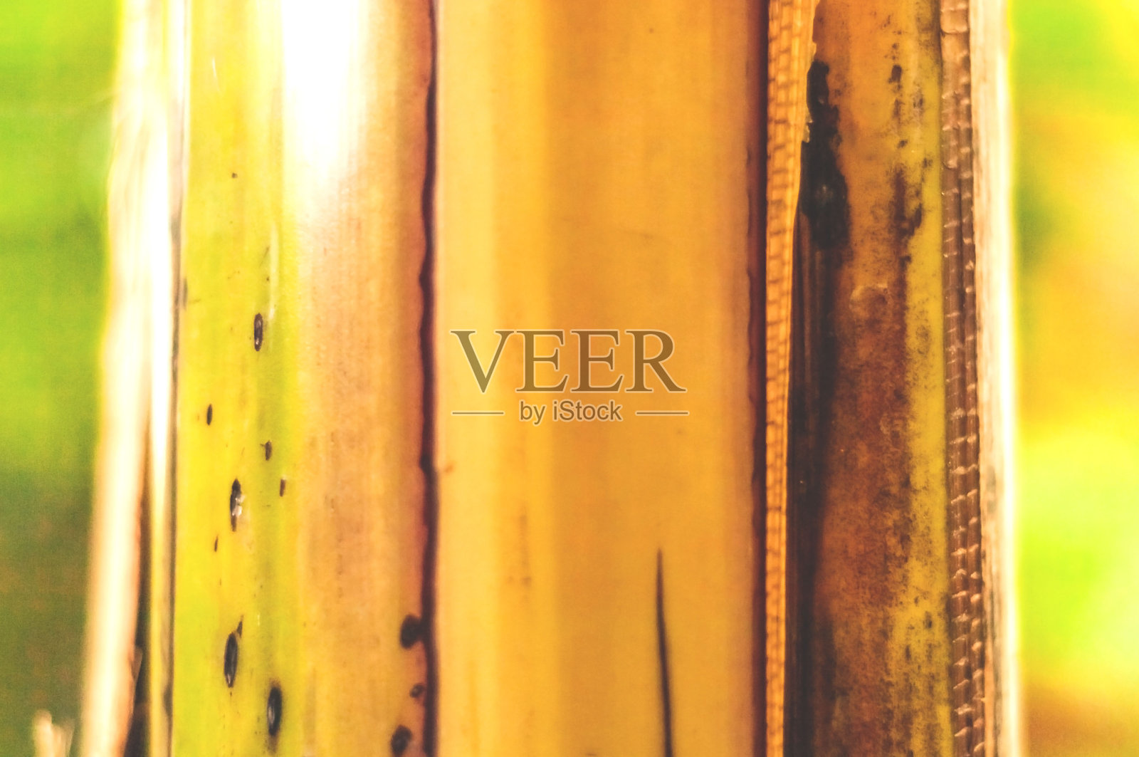 天然竹子背景。绿色生活。复制空间,特写镜头。照片摄影图片