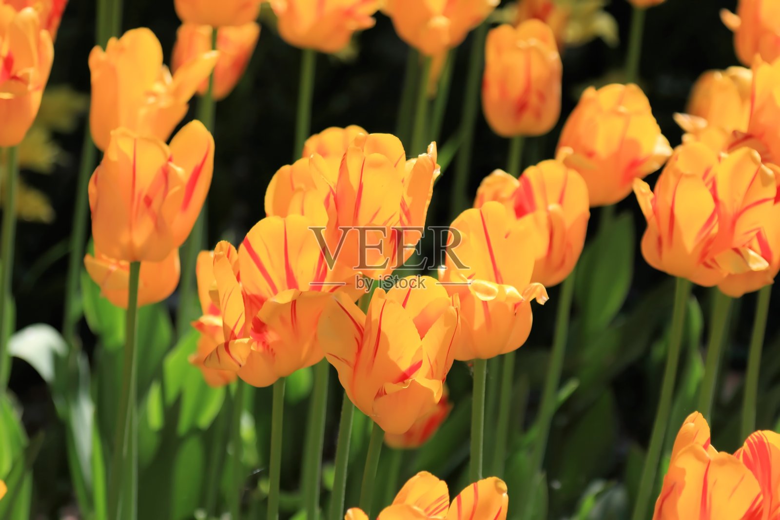 郁金香照片摄影图片